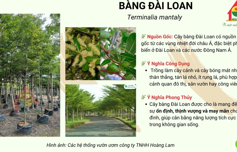 CÂY BÀNG ĐÀI LOAN