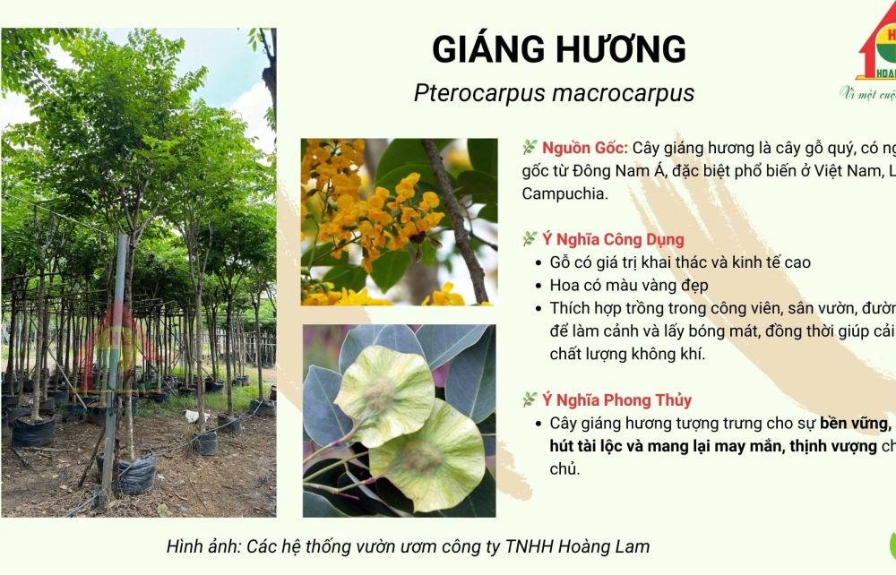 CÂY GIÁNG HƯƠNG
