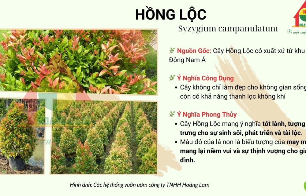 CÂY HỒNG LỘC