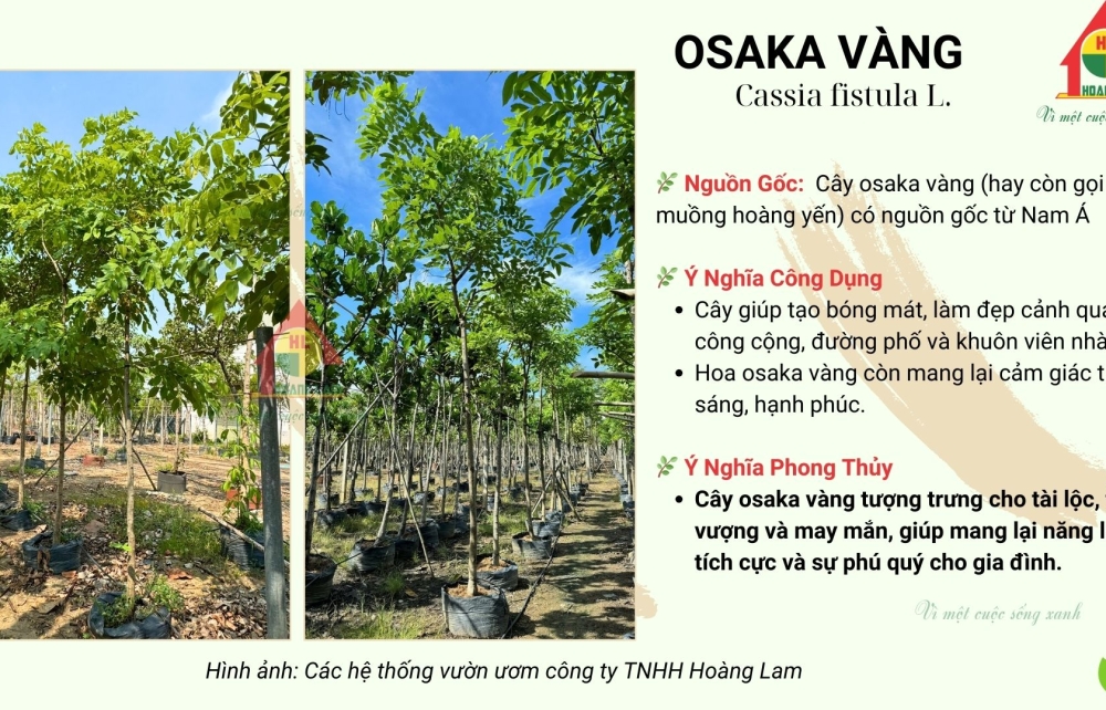 CÂY OSAKA VÀNG