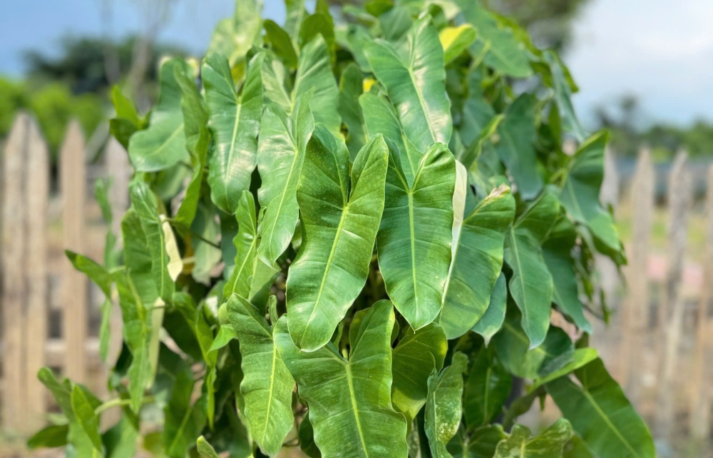 TRẦU BÀ TỶ PHÚ