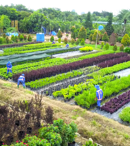 HỆ THỐNG VƯỜN ƯƠM