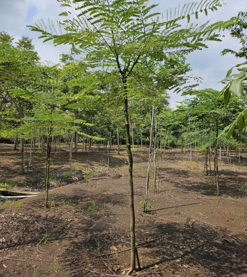 VƯỜN ƯƠM LONG THÀNH