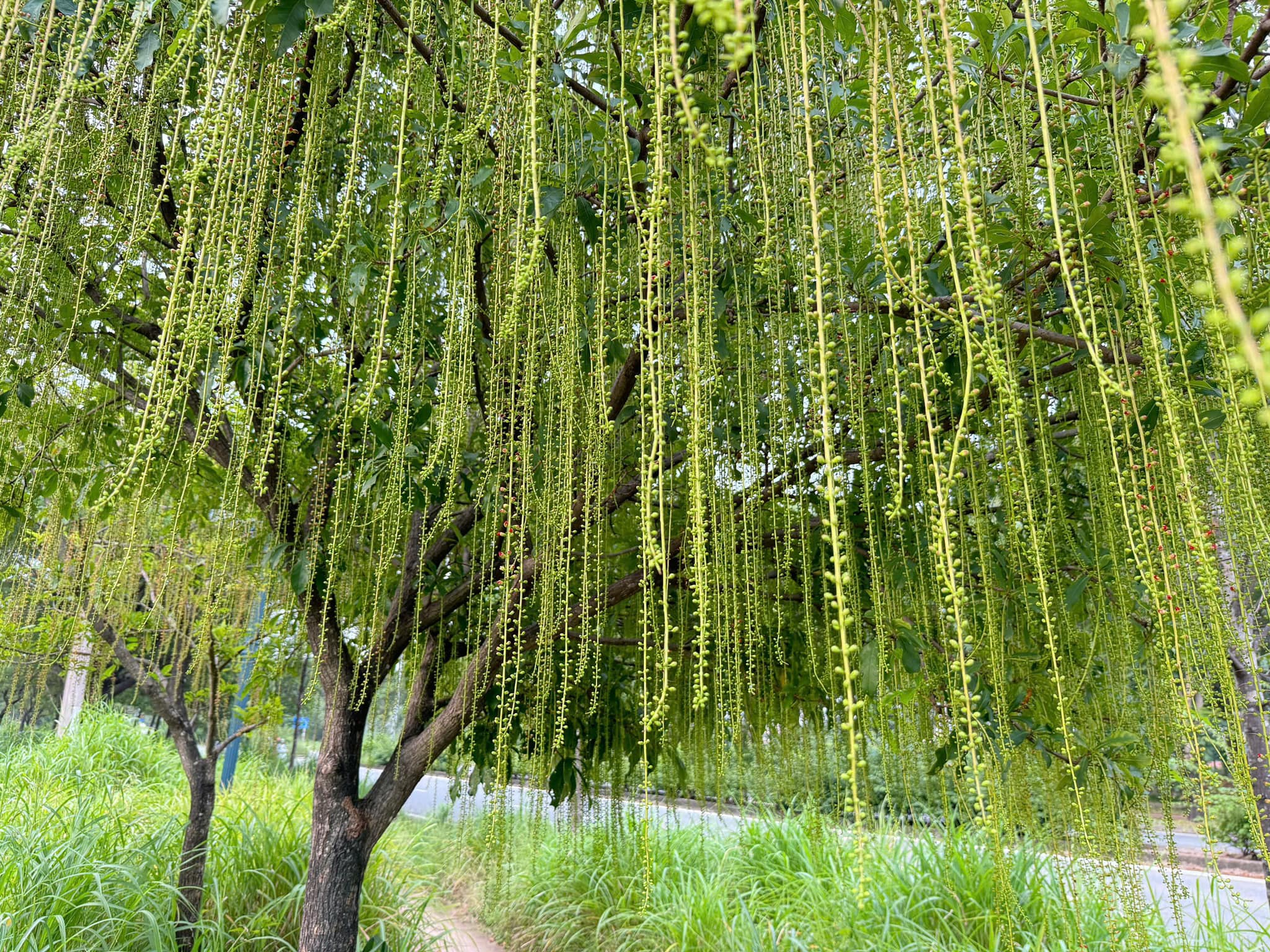 Tuyển dụng Giám sát cây xanh