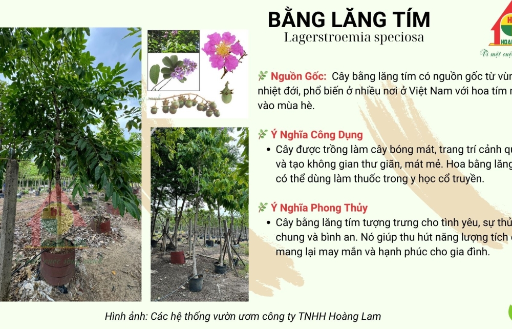 CÂY BẰNG LĂNG TÍM 