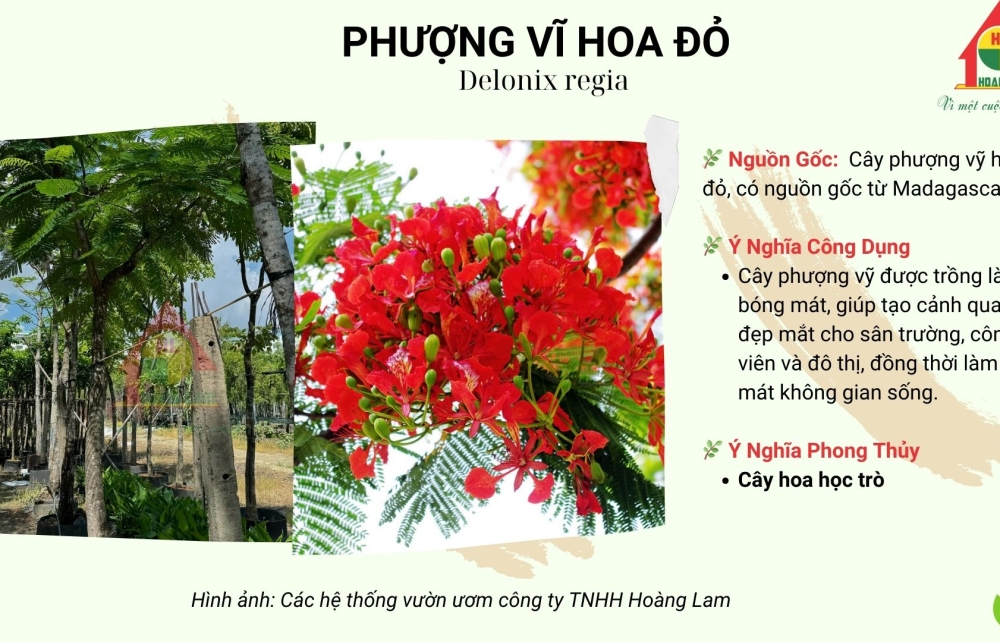 PHƯỢNG VỸ HOA ĐỎ 