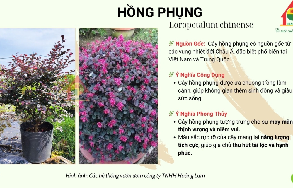 CÂY HỒNG PHỤNG