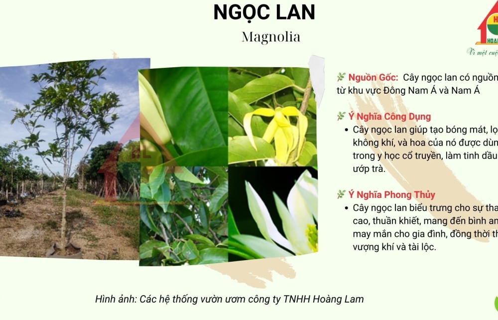 CÂY NGỌC LAN