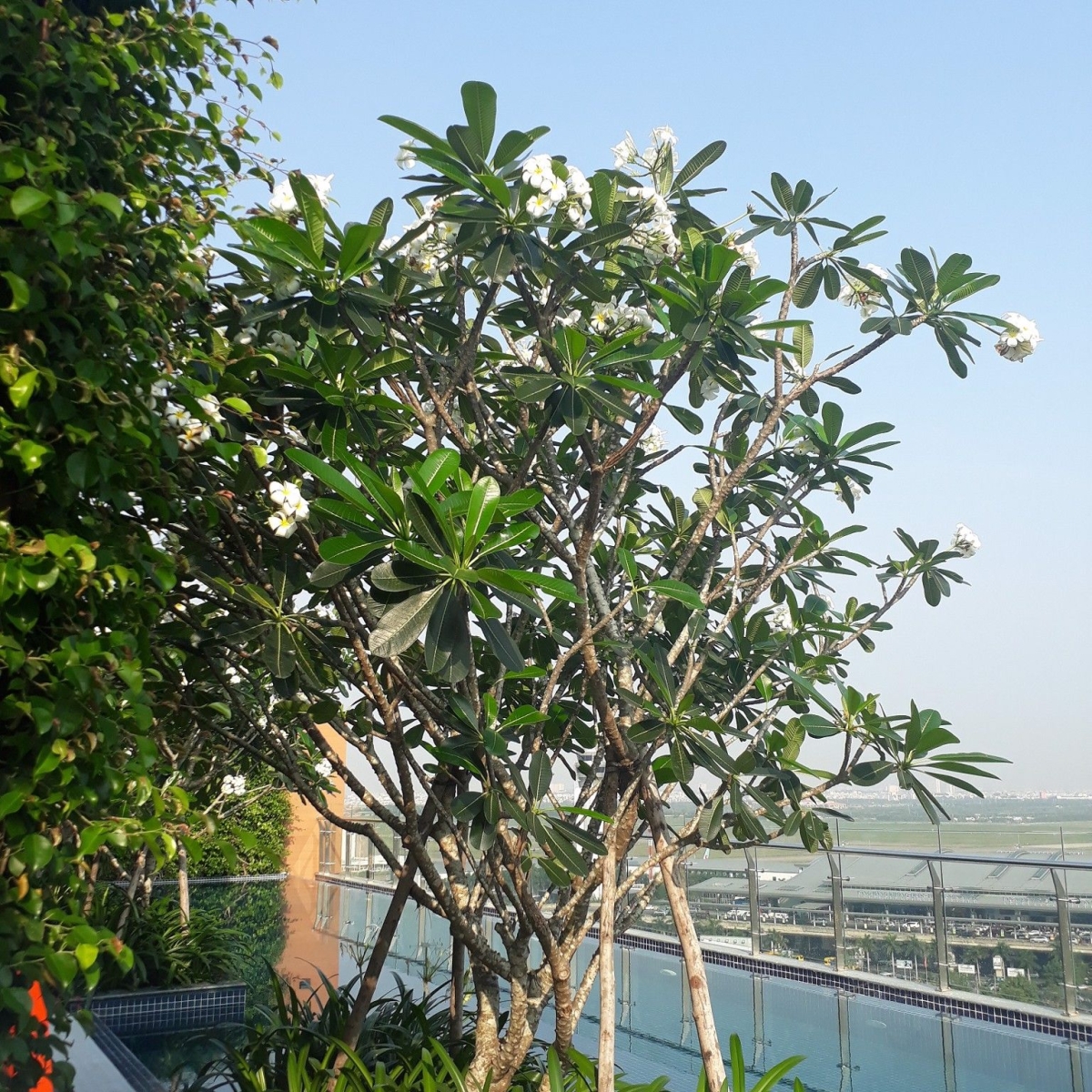 IBIS HOTEL / HÀ ĐÔ AIRPORT