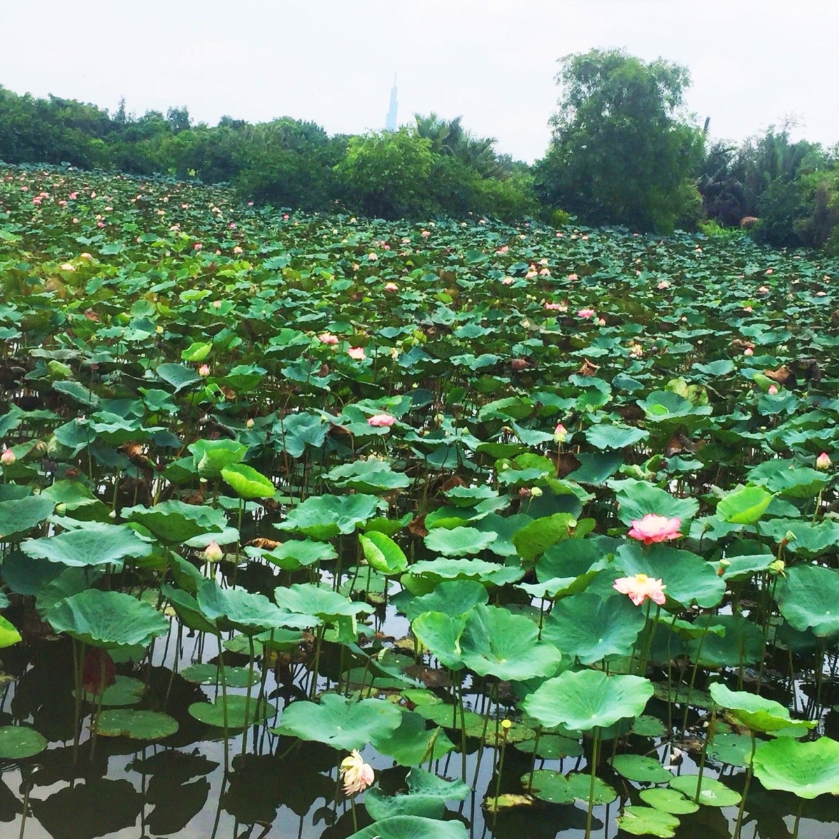 CÔNG VIÊN VĂN HÓA GÒ VẤP