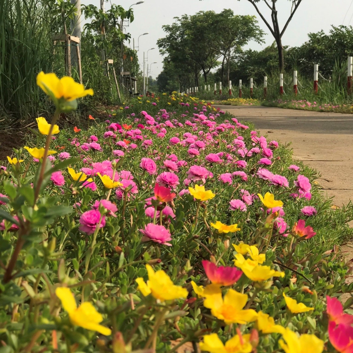 CÔNG VIÊN VĂN HÓA GÒ VẤP