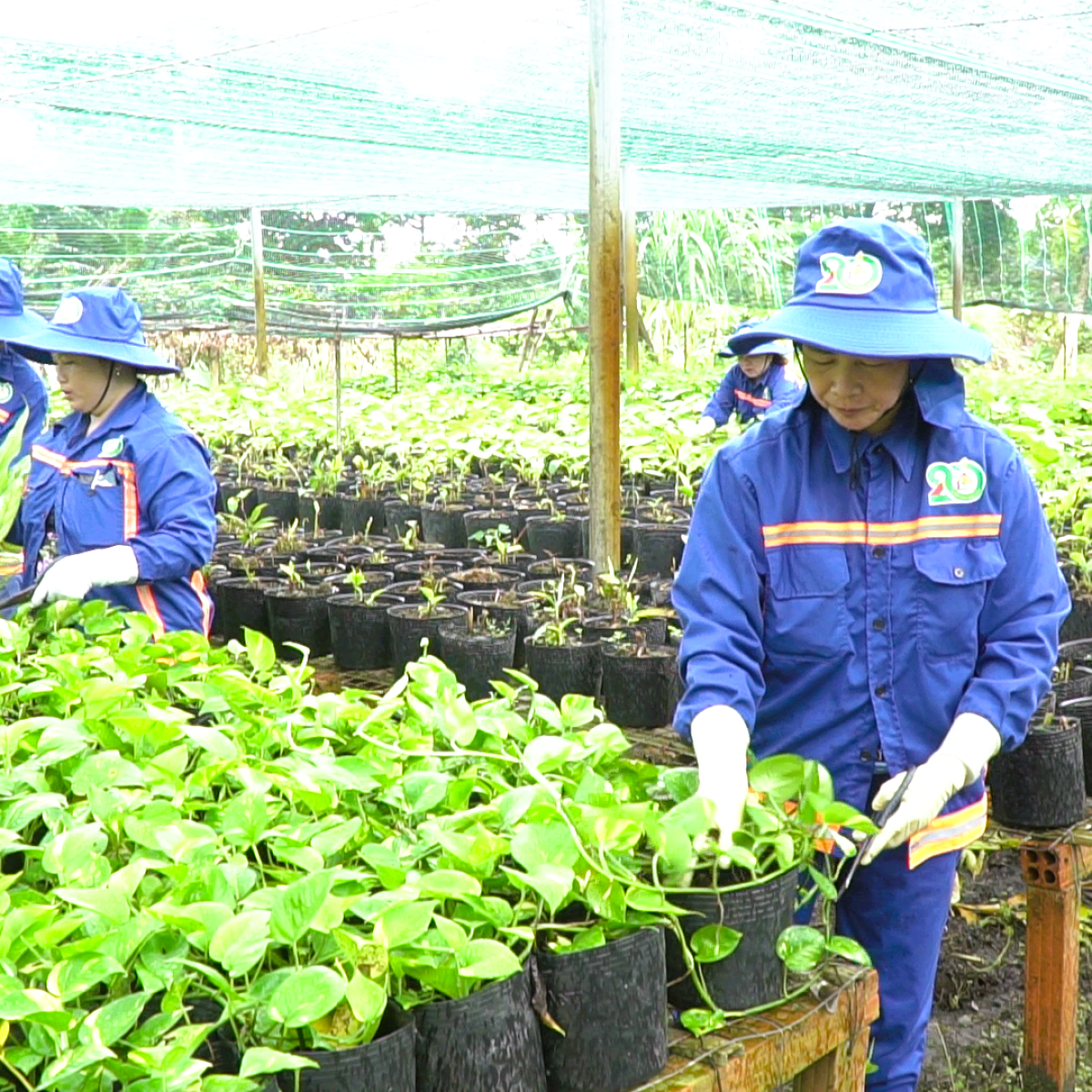 THIẾT LẬP VƯỜN ƯƠM CÂY GIỐNG 