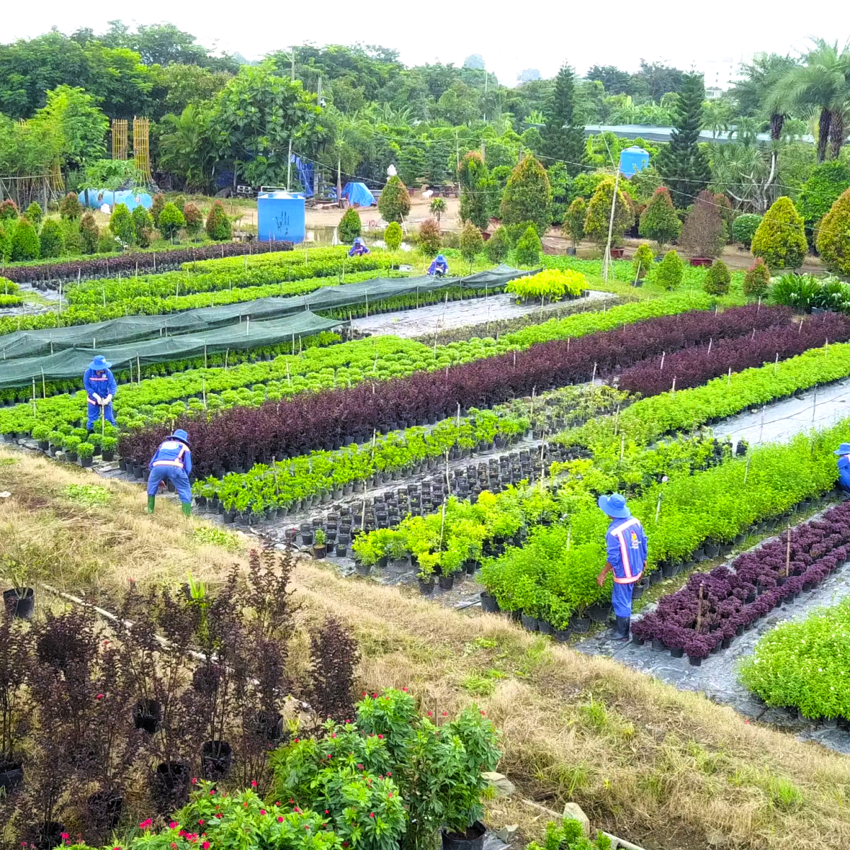 THIẾT LẬP VƯỜN ƯƠM CÂY GIỐNG 