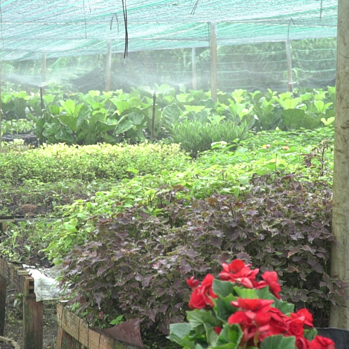 THIẾT LẬP VƯỜN ƯƠM CÂY GIỐNG 