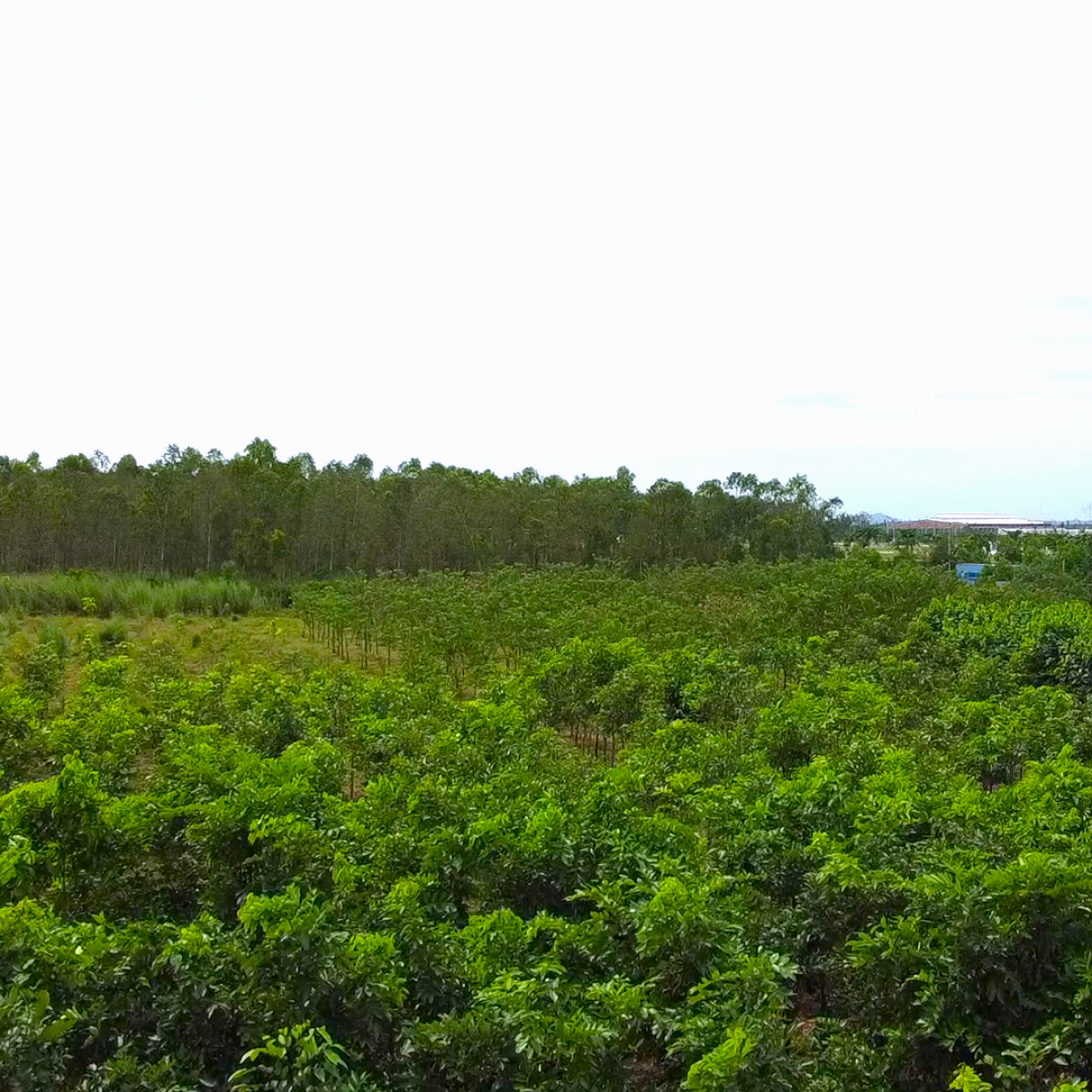 VƯỜN ƯƠM BÌNH THUẬN