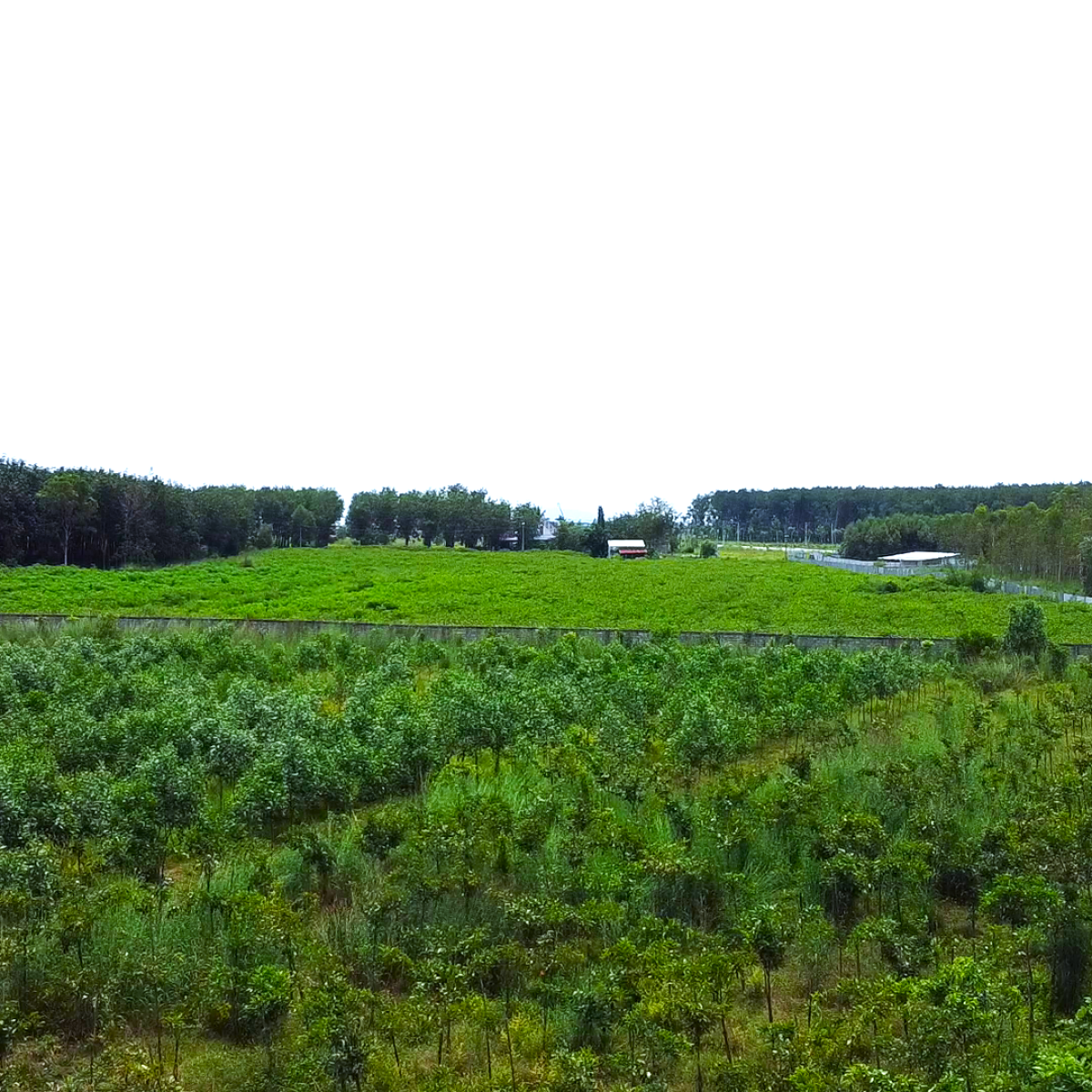 VƯỜN ƯƠM BÌNH THUẬN