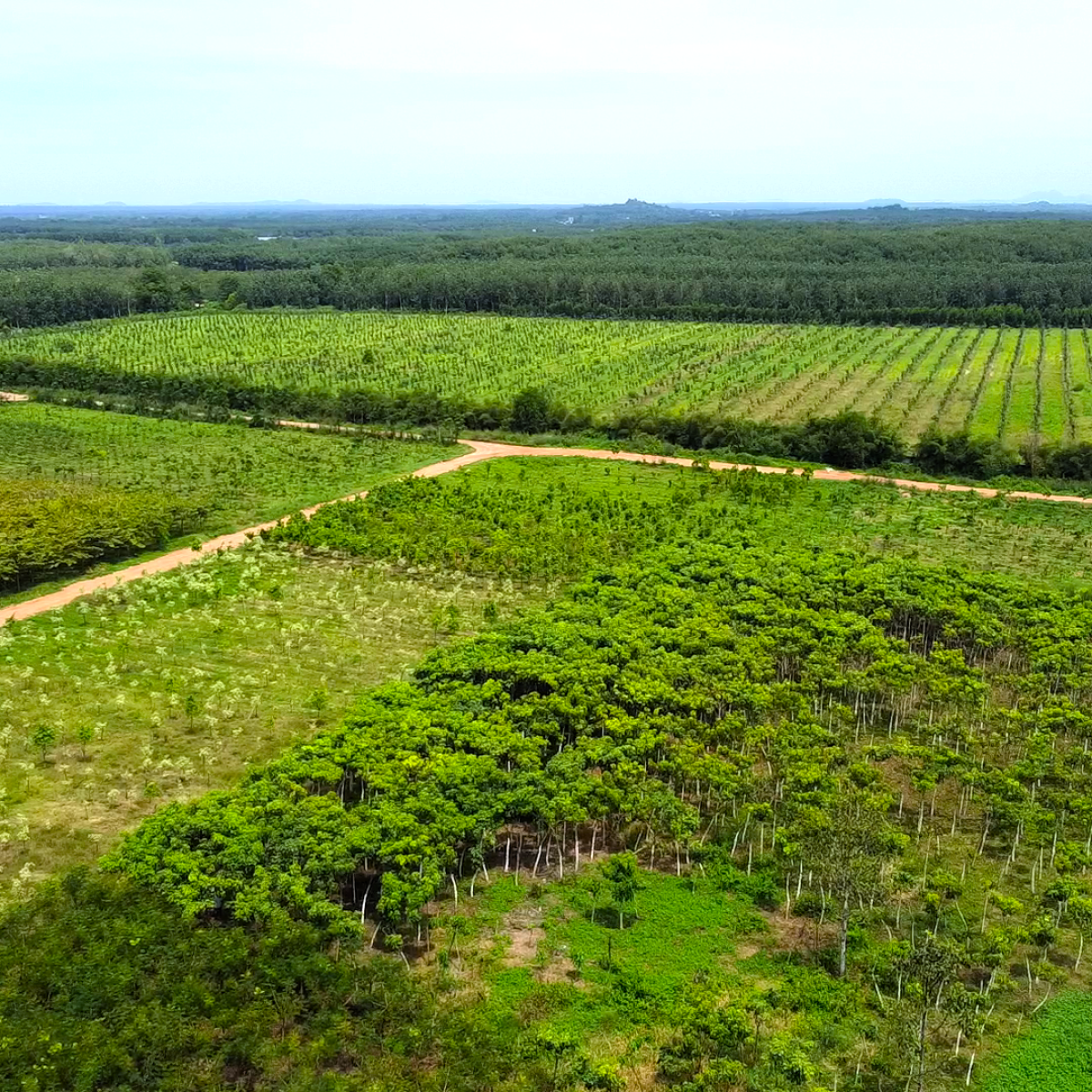 VƯỜN ƯƠM BÌNH THUẬN