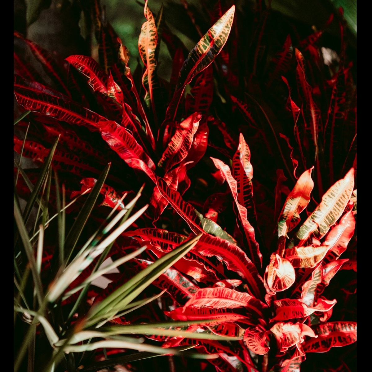 SỰ KIỆN SINH NHẬT MR. ĐÀM