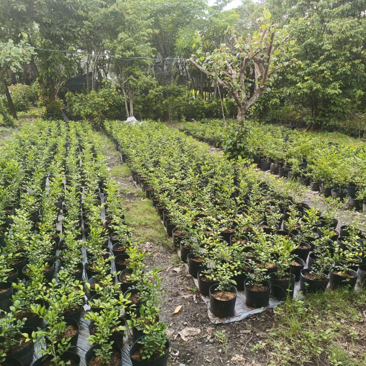 VƯỜN ƯƠM LONG AN