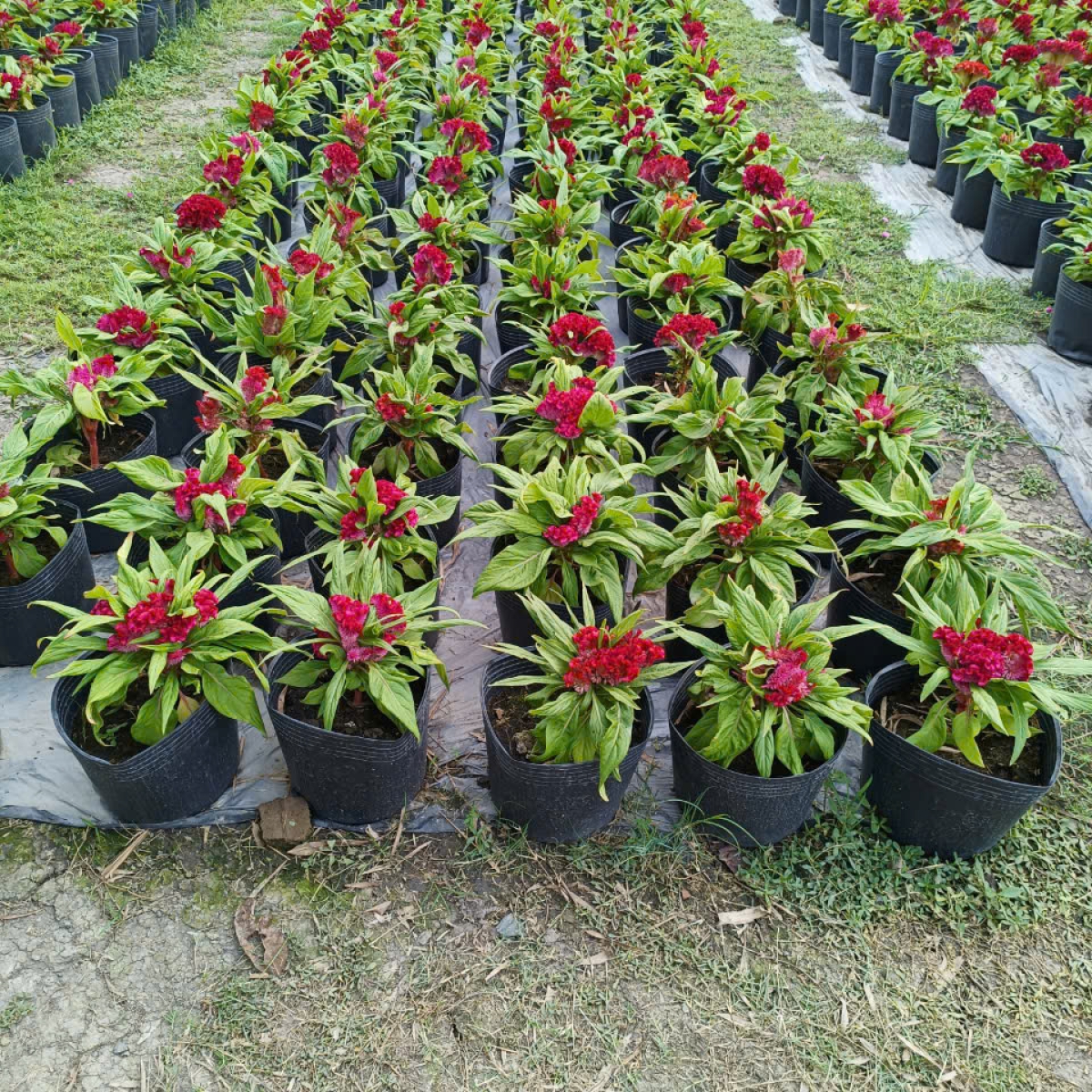 VƯỜN ƯƠM LONG AN