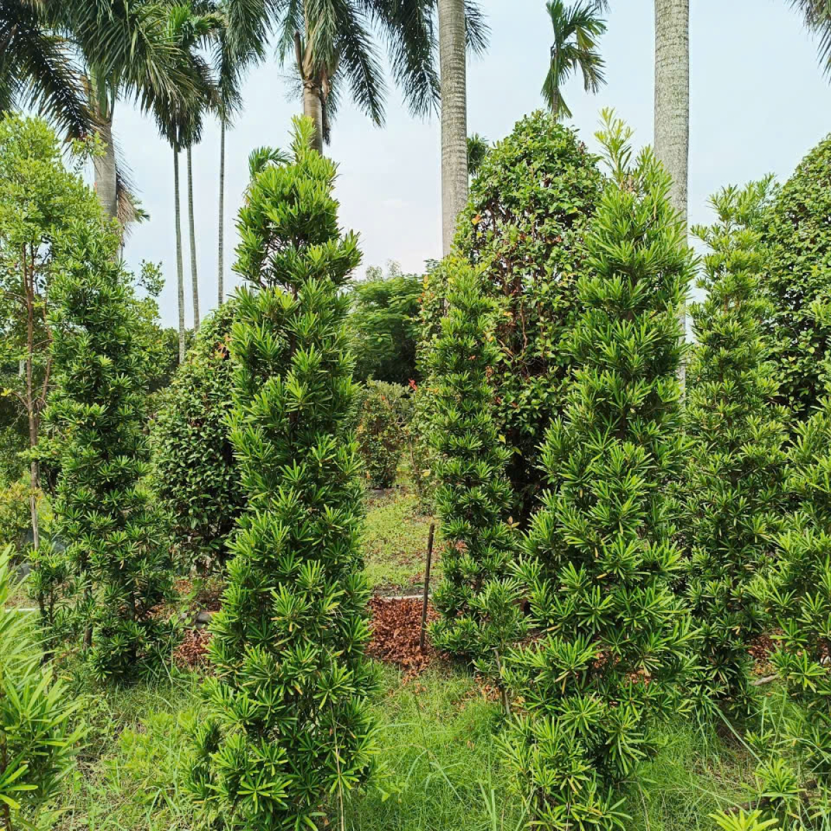 VƯỜN ƯƠM LONG AN