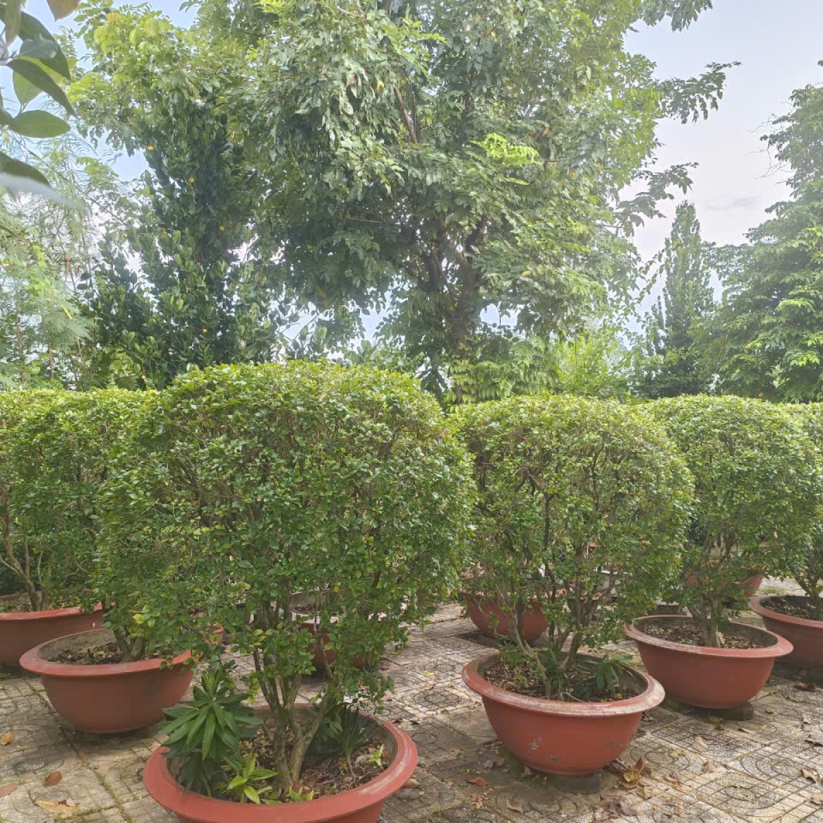 VƯỜN ƯƠM LONG AN