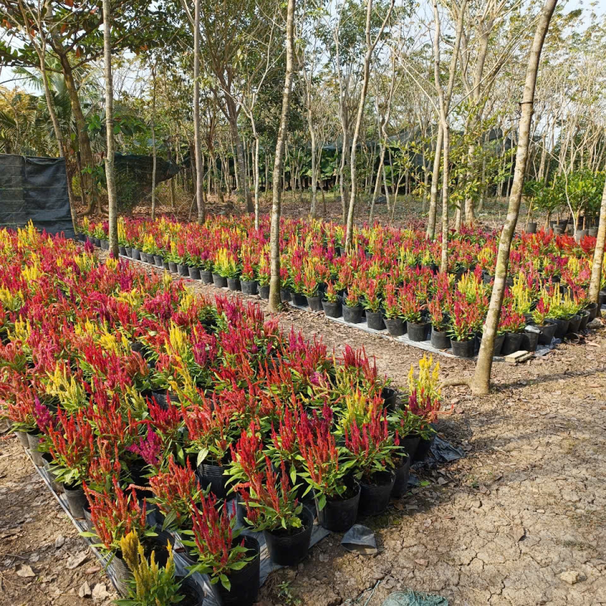 VƯỜN ƯƠM LONG AN