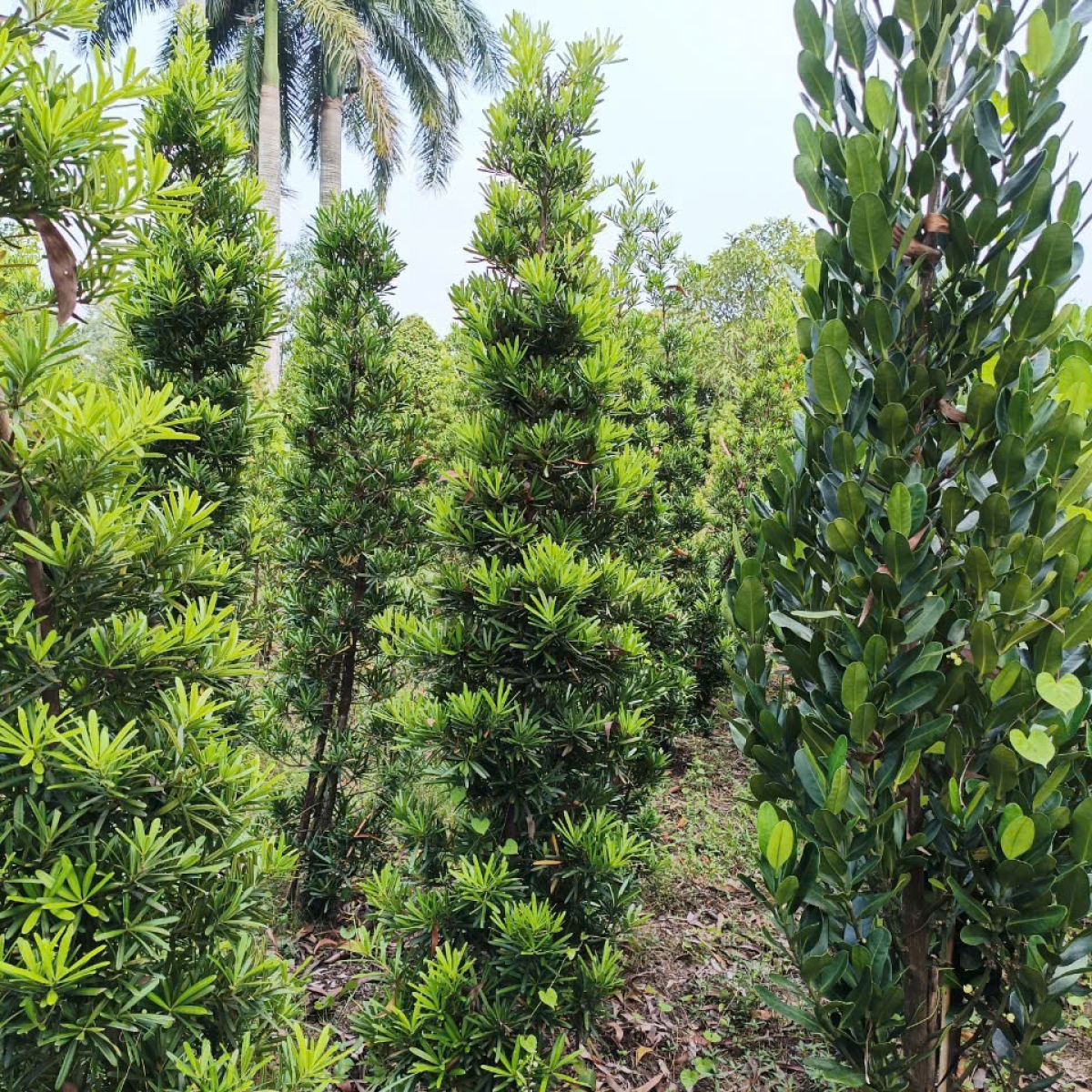 VƯỜN ƯƠM LONG AN