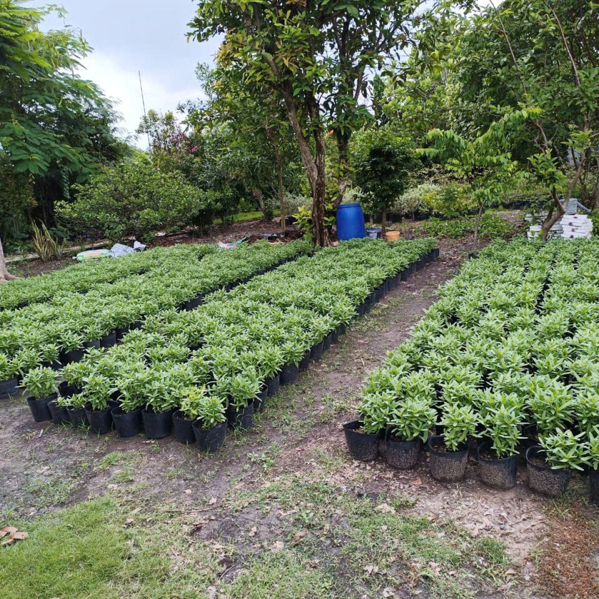 VƯỜN ƯƠM LONG AN