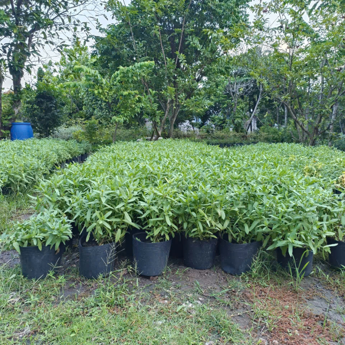 VƯỜN ƯƠM LONG AN