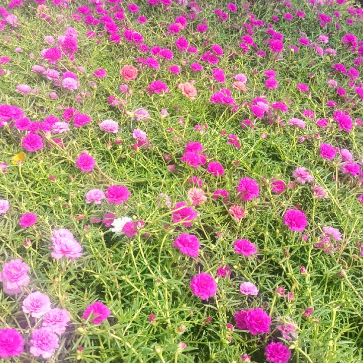 VƯỜN ƯƠM LONG AN