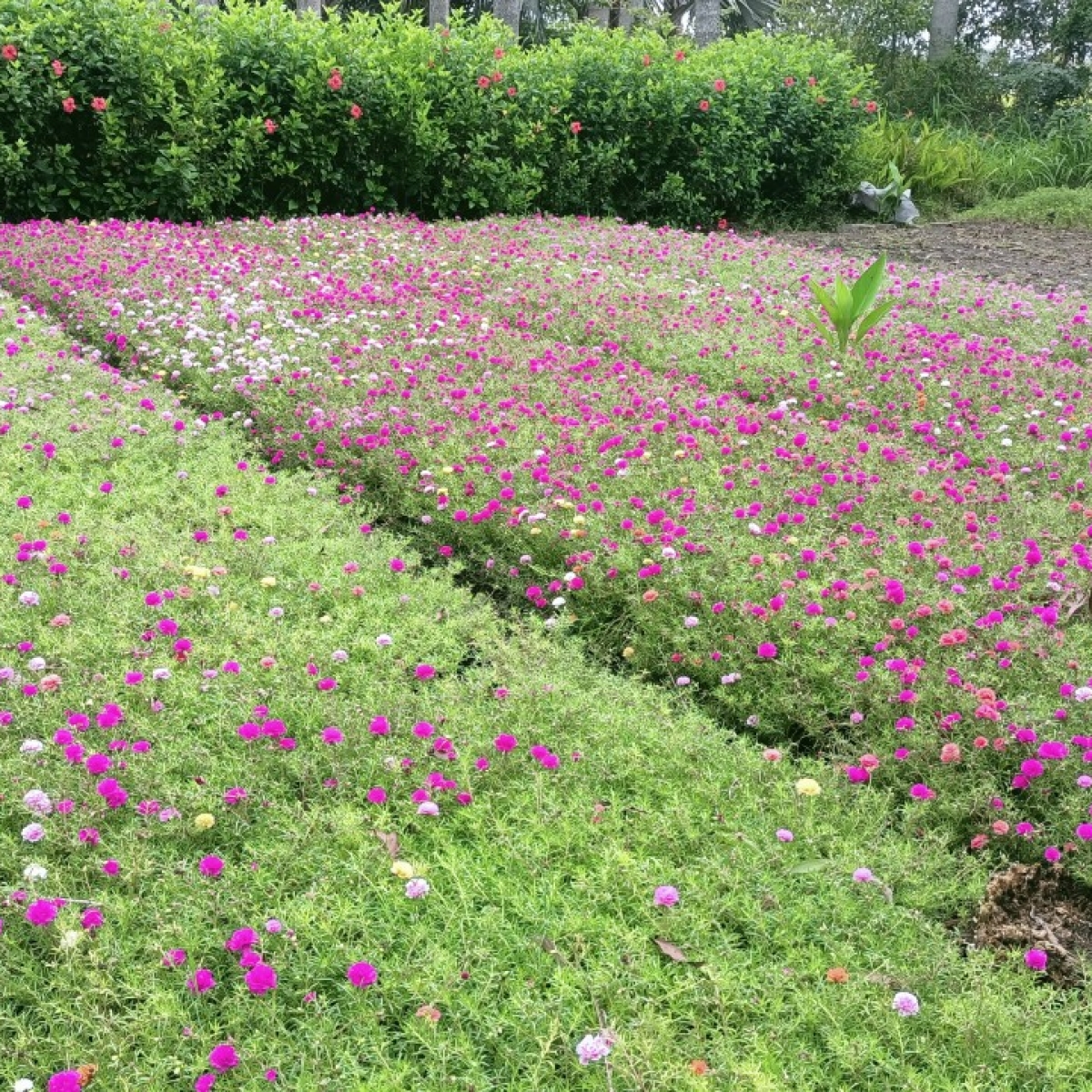 VƯỜN ƯƠM LONG AN