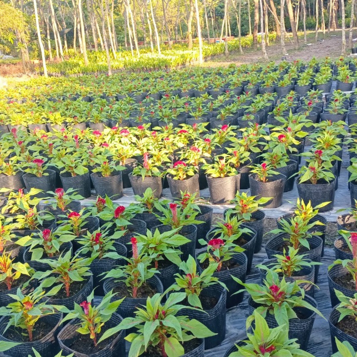 VƯỜN ƯƠM LONG AN