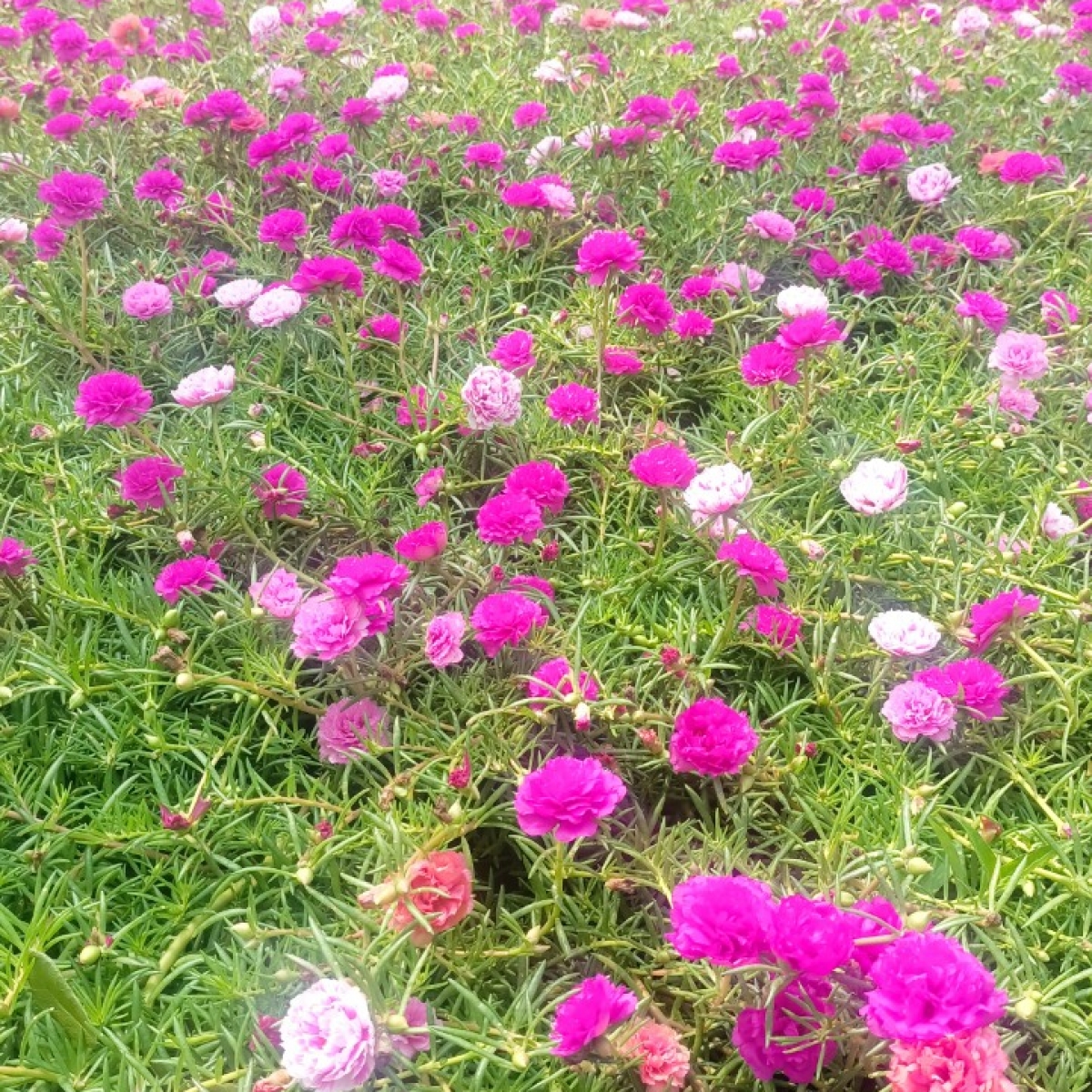 VƯỜN ƯƠM LONG AN