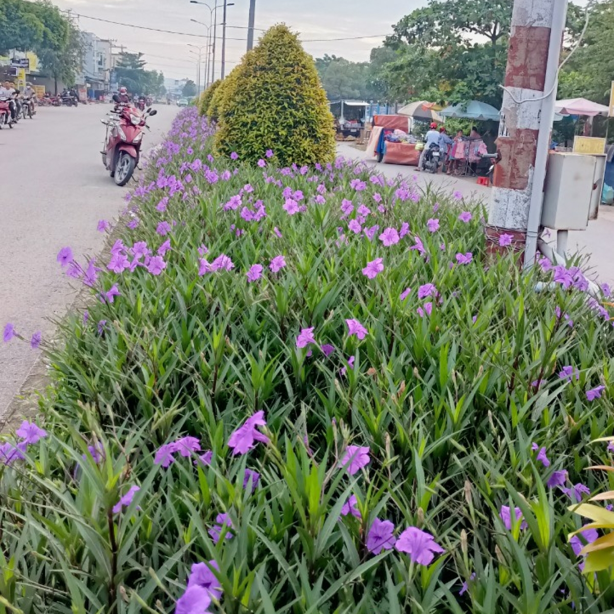 VƯỜN ƯƠM LONG AN