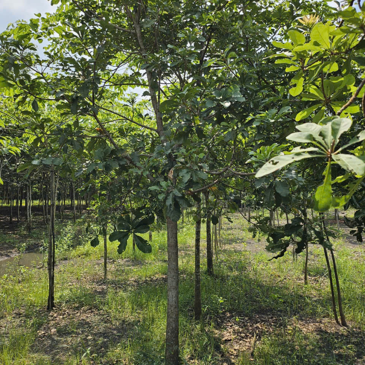 VƯỜN ƯƠM LONG THÀNH