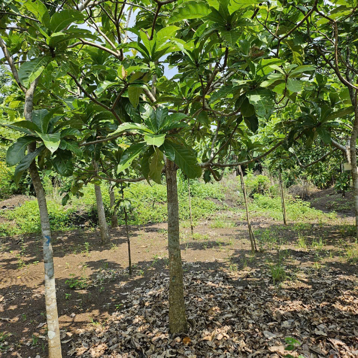 VƯỜN ƯƠM LONG THÀNH