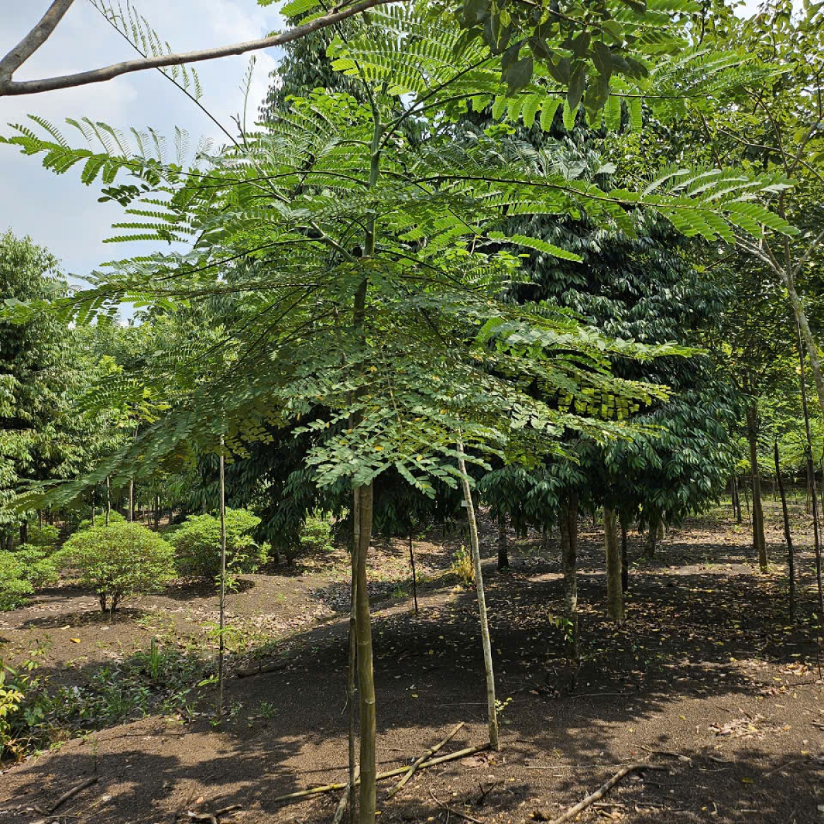 VƯỜN ƯƠM LONG THÀNH