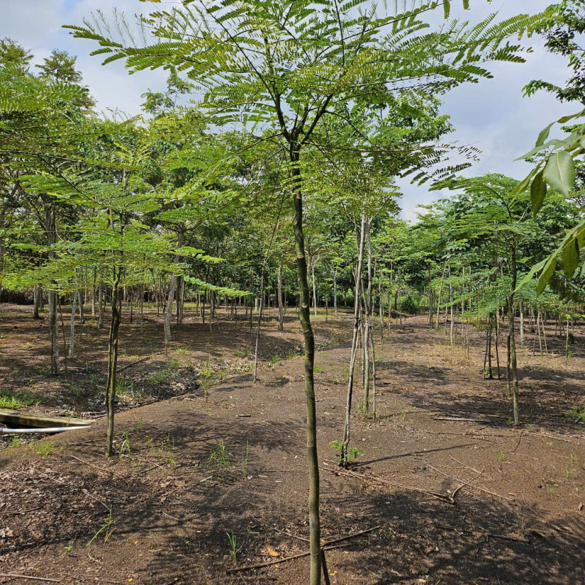 VƯỜN ƯƠM LONG THÀNH