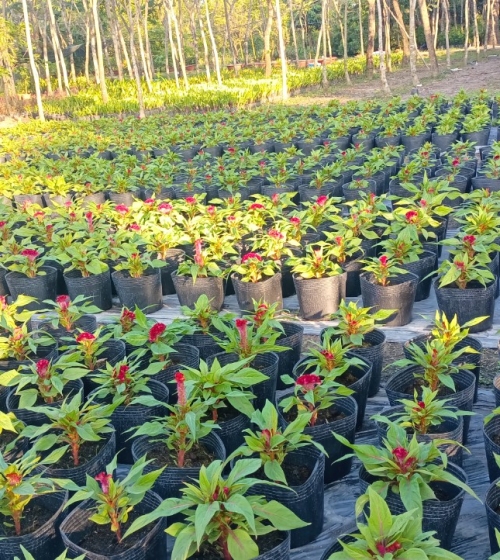 VƯỜN ƯƠM LONG AN